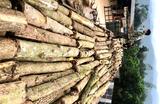 Acacia Wood Chips
