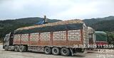 Acacia Wood Chips