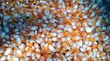 Corn Kernel 