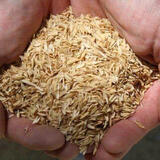 Rice Husk Pellets