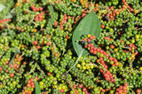Vietnam's Pepper