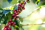 Vietnam's Pepper
