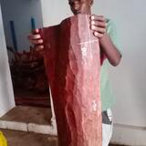 Red Sandalwood (Pterocarpus Santalinus)