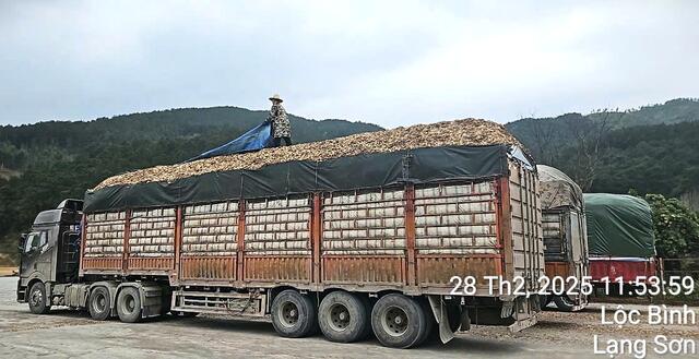 Acacia Wood Chips