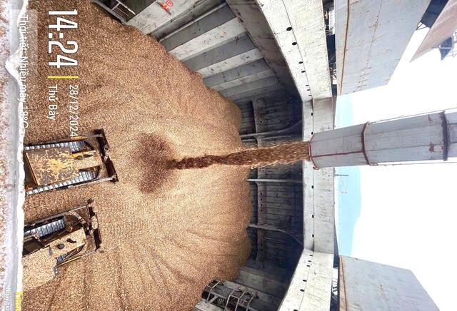 Acacia Wood Chips