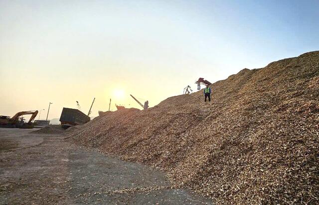Acacia Wood Chips