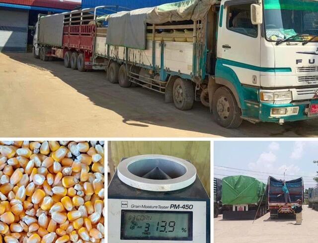 Corn Kernel 