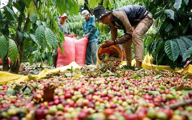 Vietnam's Pepper