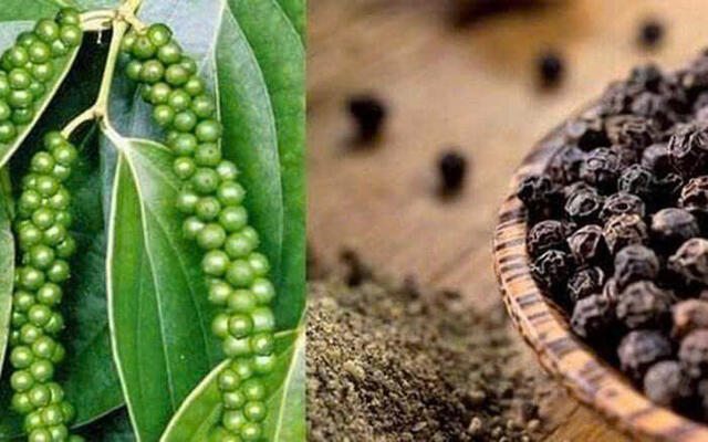 Vietnam's Pepper
