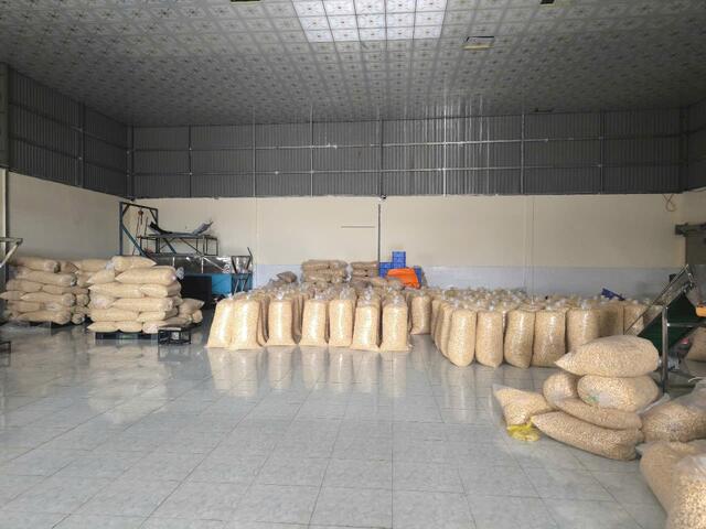 Cashew Nuts