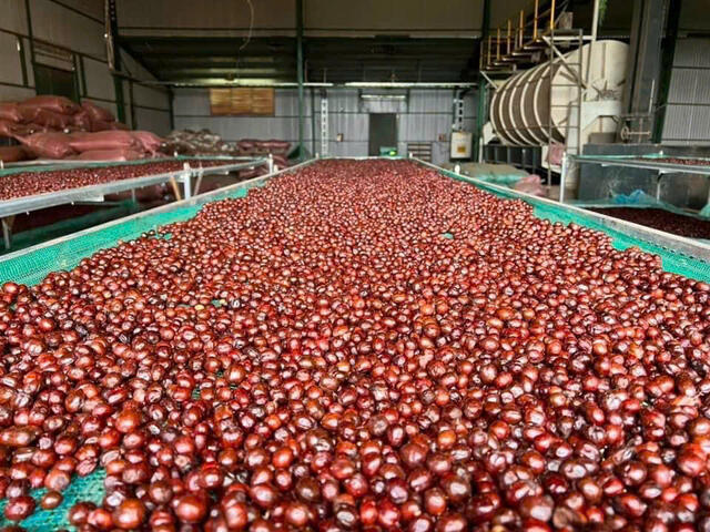 Vietnam's Pepper