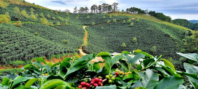 Vietnam's Pepper