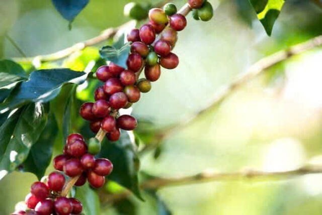 Vietnam's Pepper