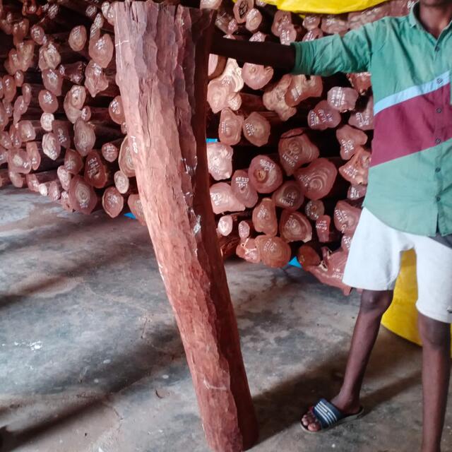 Red Sandalwood (Pterocarpus Santalinus)