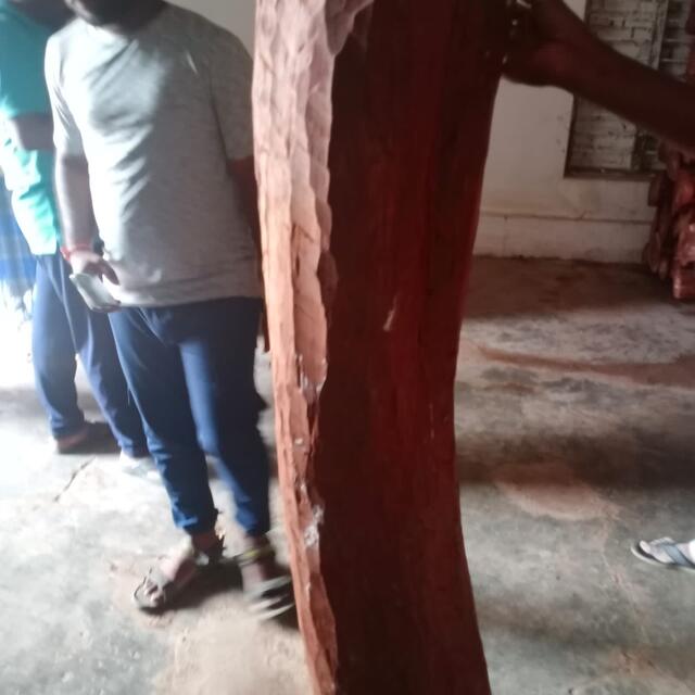 Red Sandalwood (Pterocarpus Santalinus)